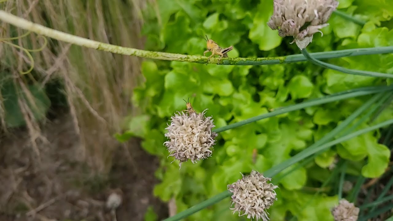 One Way to Reduce the Grasshopper Infestation