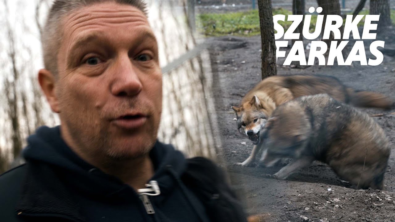A SZ&Uuml;RKE FARKAS BEMUTAT&Aacute;SA :)