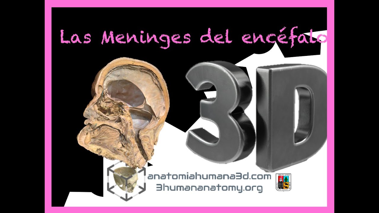 Las meninges del cráneo,  visto de un cráneo real escaneado 3D!