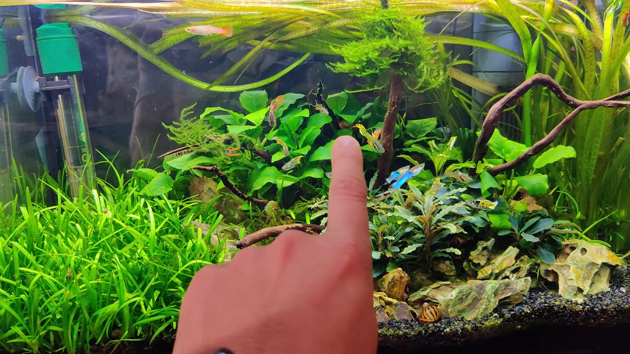 Pongo Guppys endler y gambas azules!!!
