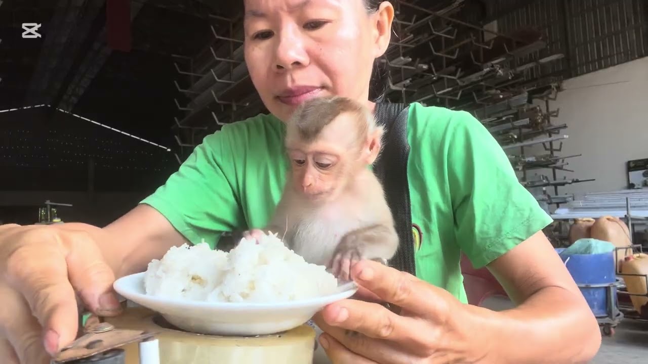 The chicken bite Mary #animals #momkey #mary