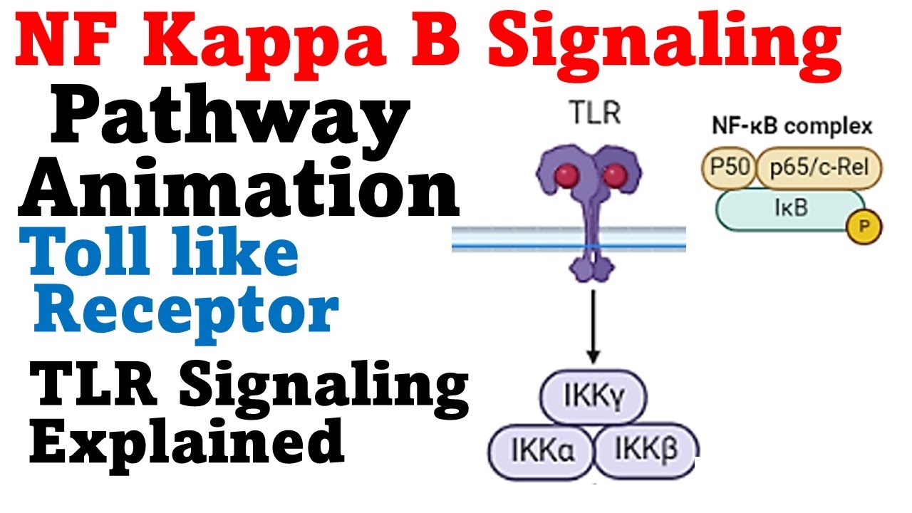 Nf kb pathway cell signaling pathway animation