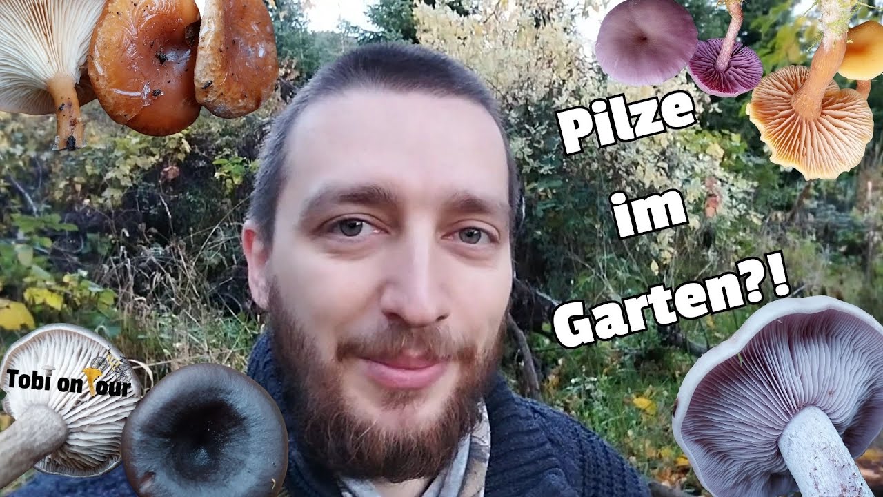 Pilze sammeln im eigenen Garten?! - Von super lecker bis tödlich giftig ist alles dabei! (#natur)