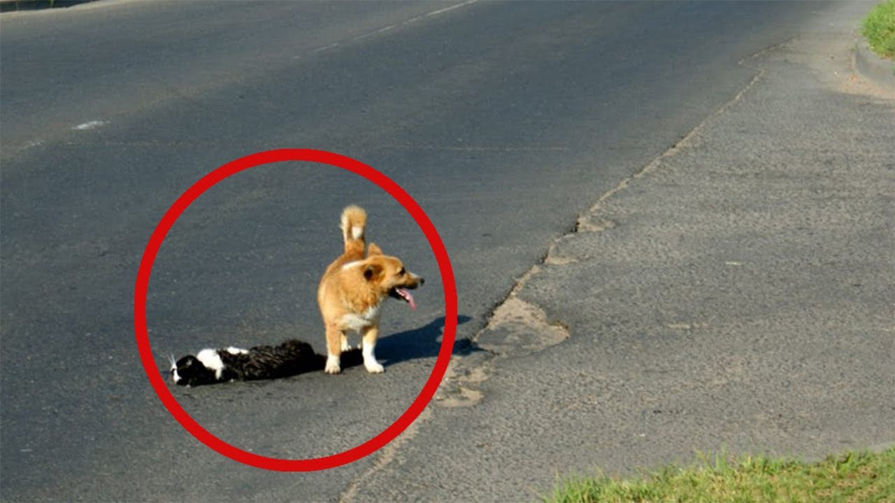 10 Most Emotional Animal Friendship Moments