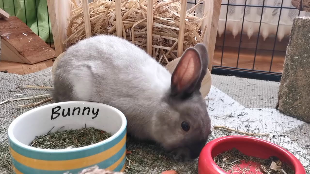 Music For Bunnies! Bunny Rabbit Calm Music