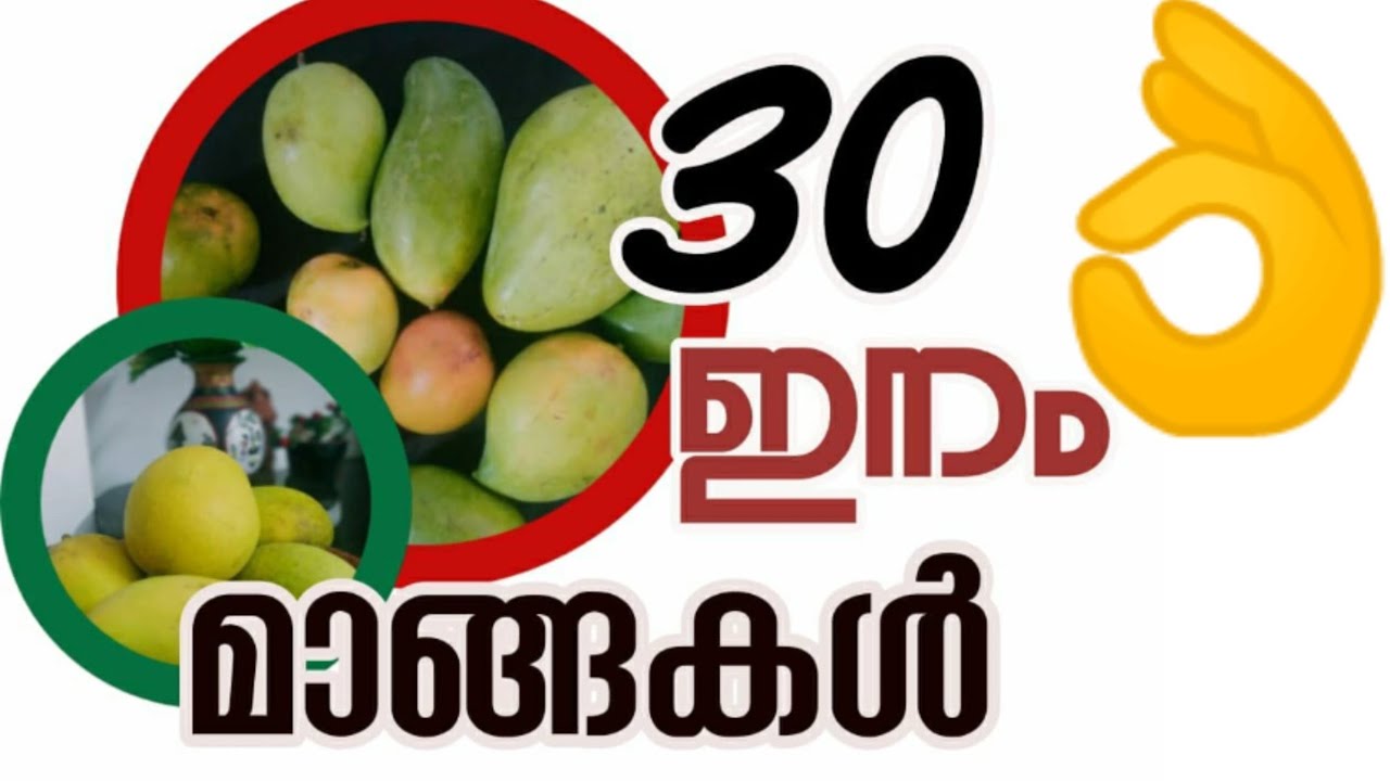 ഇത്രയും ഇനം  മാങ്ങകൾ കണ്ടാൽ  തിരിച്ചറിയാൻ പറ്റുമോ  best mango variety in kerala malayalam