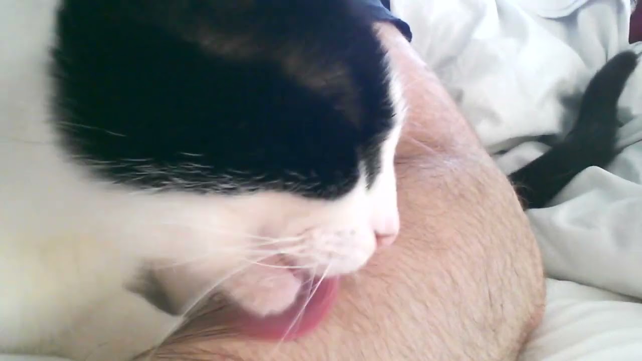 Cat Grooming Human ASMR