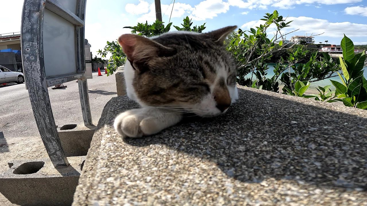 リラックスできる音楽と猫。睡眠音楽。やっぱり猫が好き。野良猫の日常
