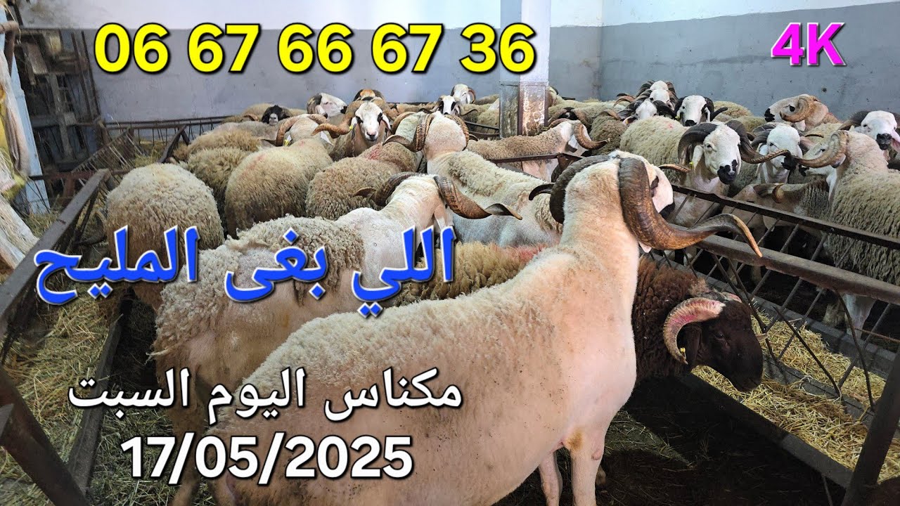 أثمنة مناسبة في الغنم مكناس اليوم السبت 17/05/2025
