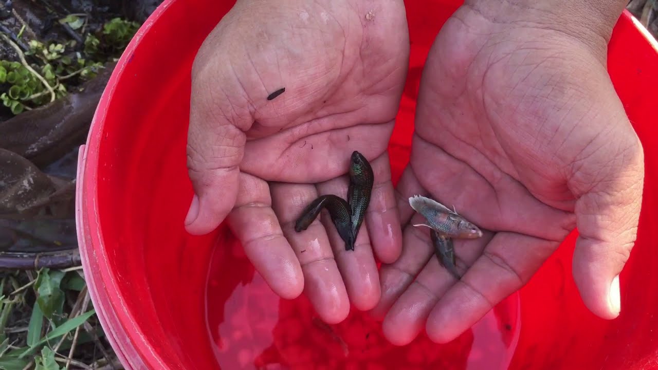 Unforgettable hunting betta fish today! Have you ever fall face down such this before