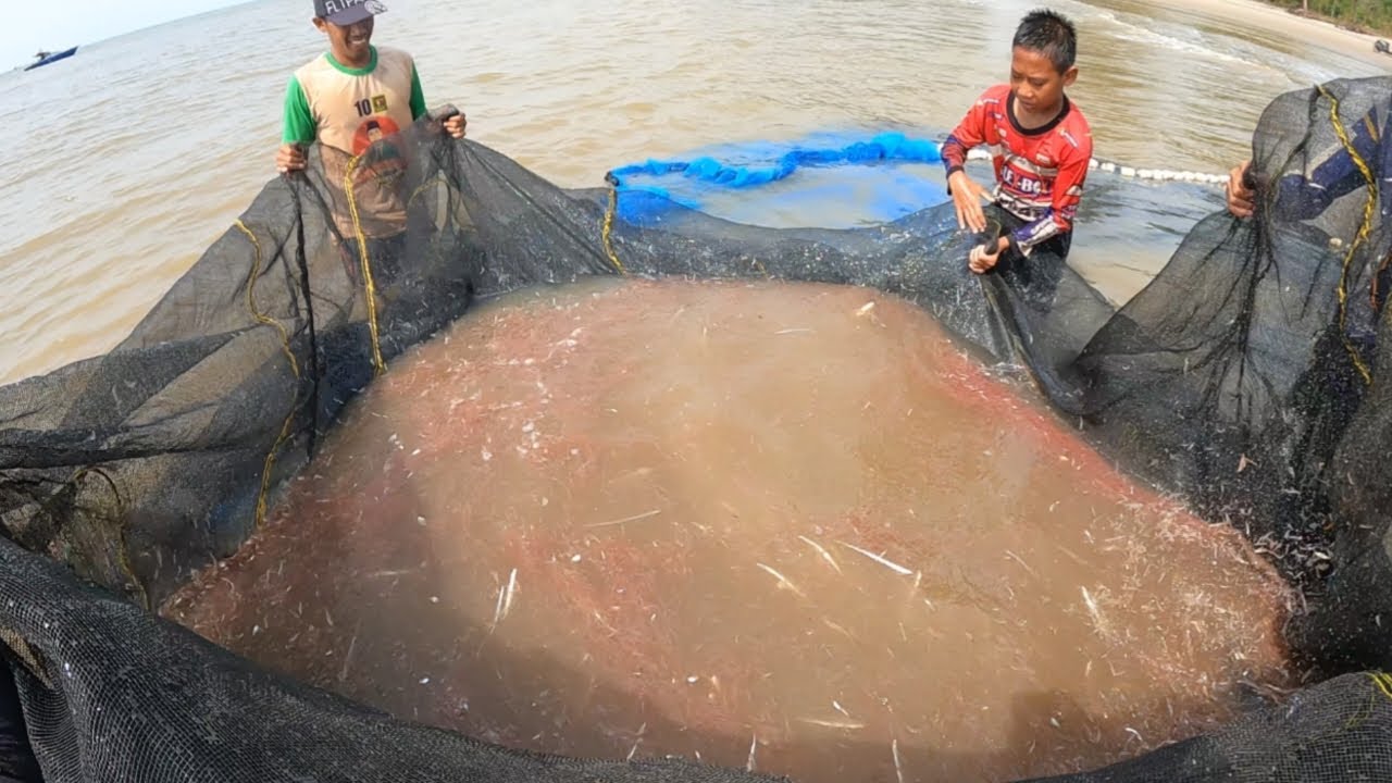 Proses penangkapan dan penjemuran udang rebon