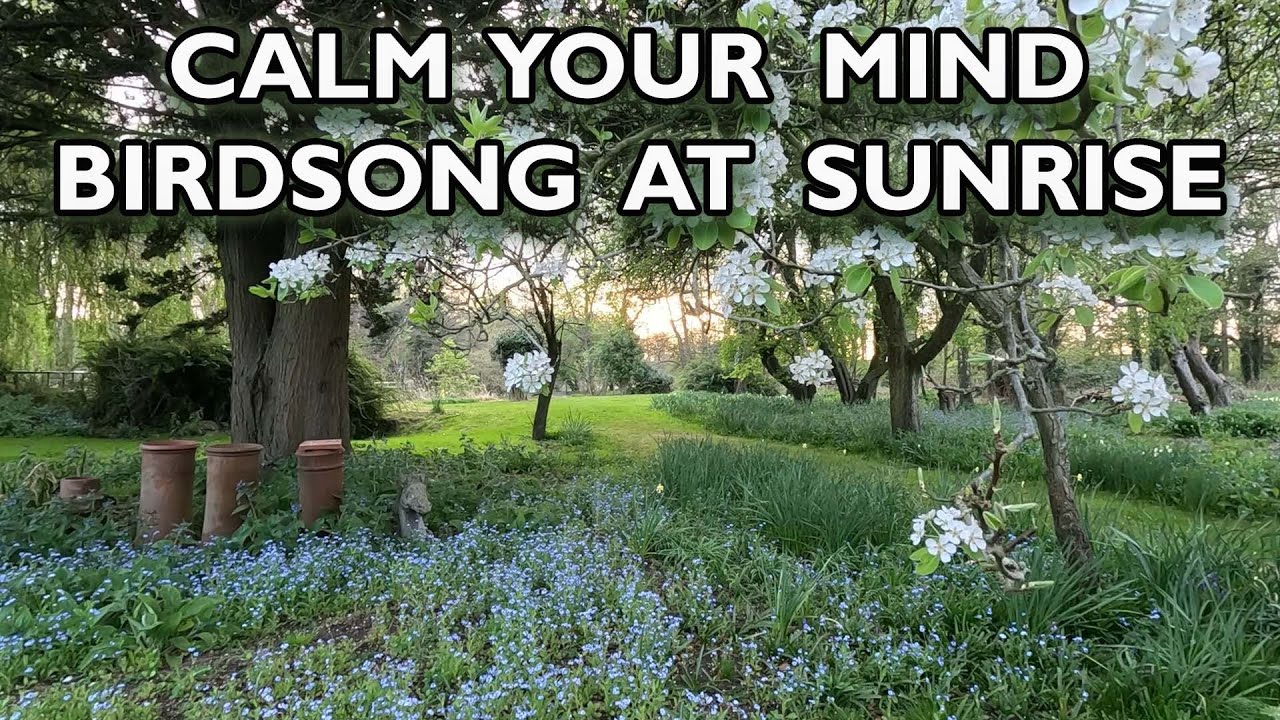 Forest Garden at Sunrise - Birdsong ASMR for Relaxation