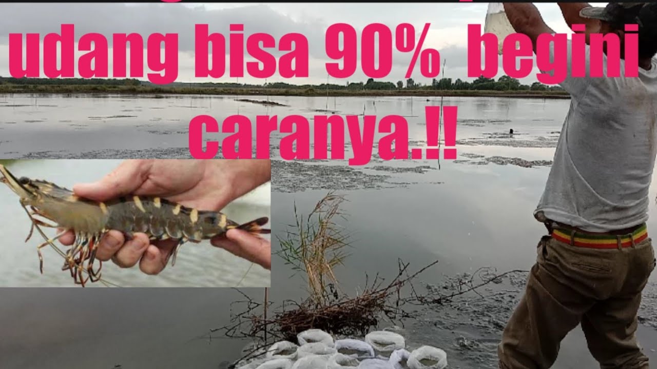 cara tabur bibit udang windu di tambak teradisional -tambak desa katung