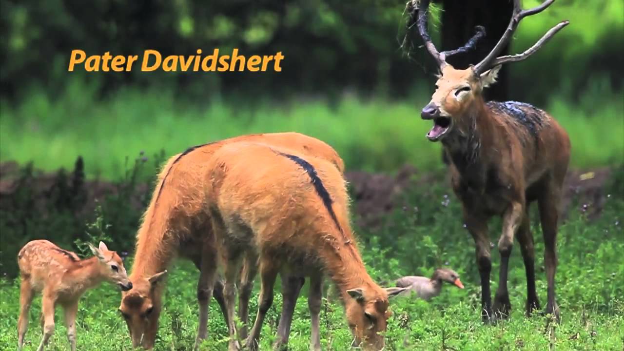Natuurpark Lelystad: Ontmoet de bijzondere bewoners