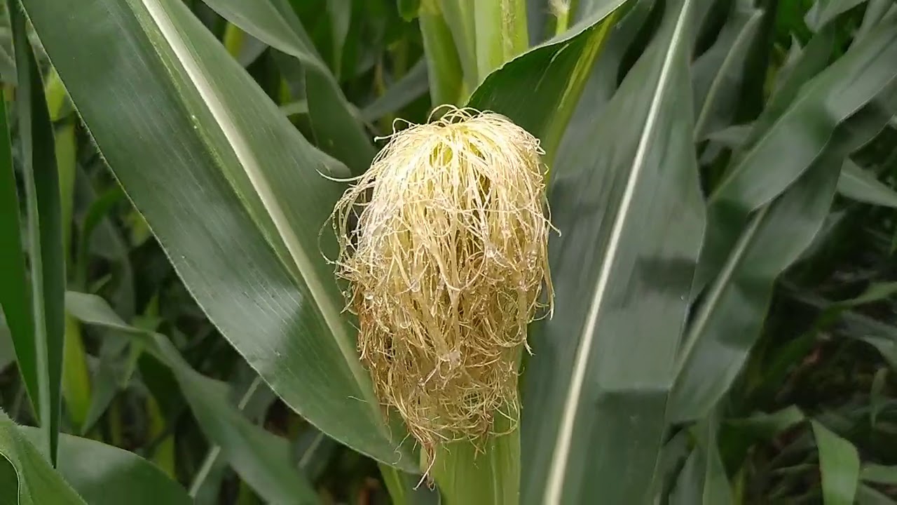 Seguimiento al cultivo del vídeo de la siembra de maíz Antílope