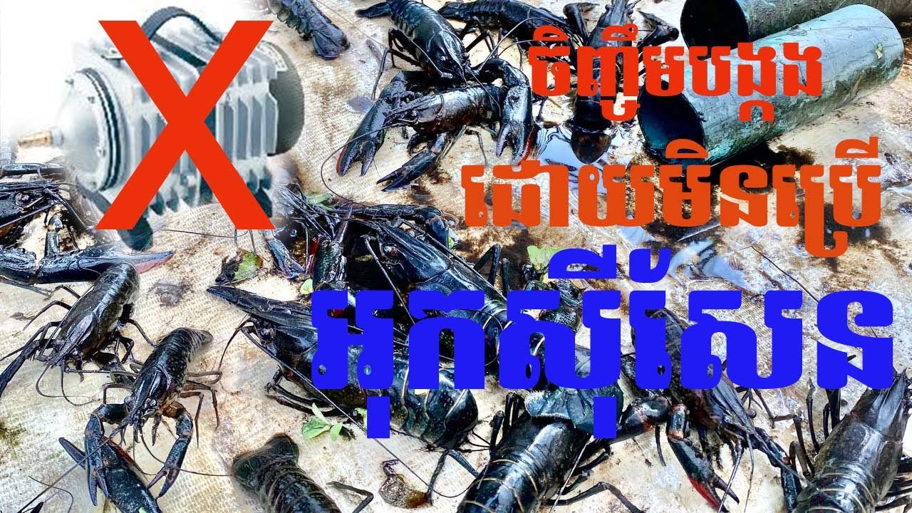 របៀបចិញ្ចឹមបង្កងដោយមិនប្រើខ្យល់អុកសុីសែន - How to raise lobster without oxygen