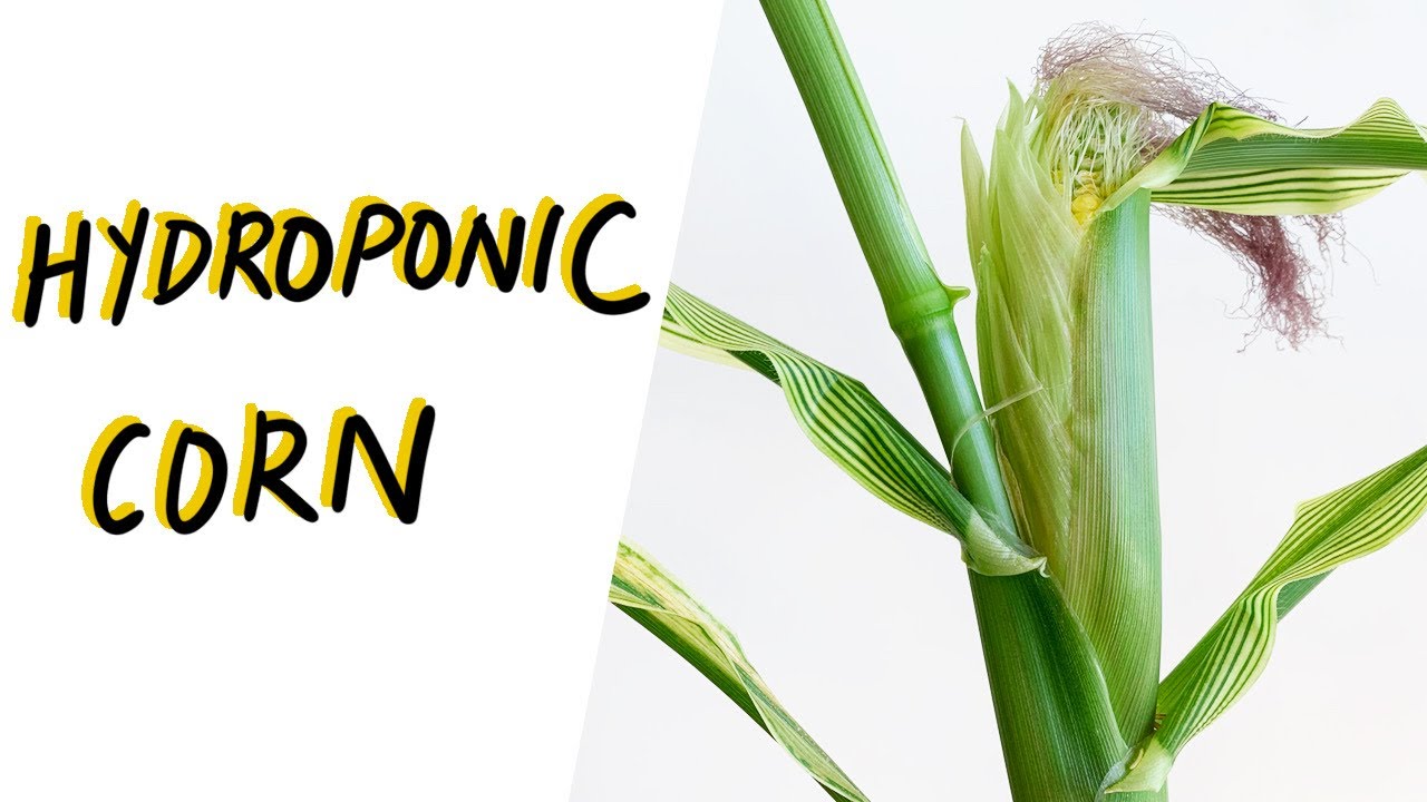 Hydroponic Corn from Seed to Harvest