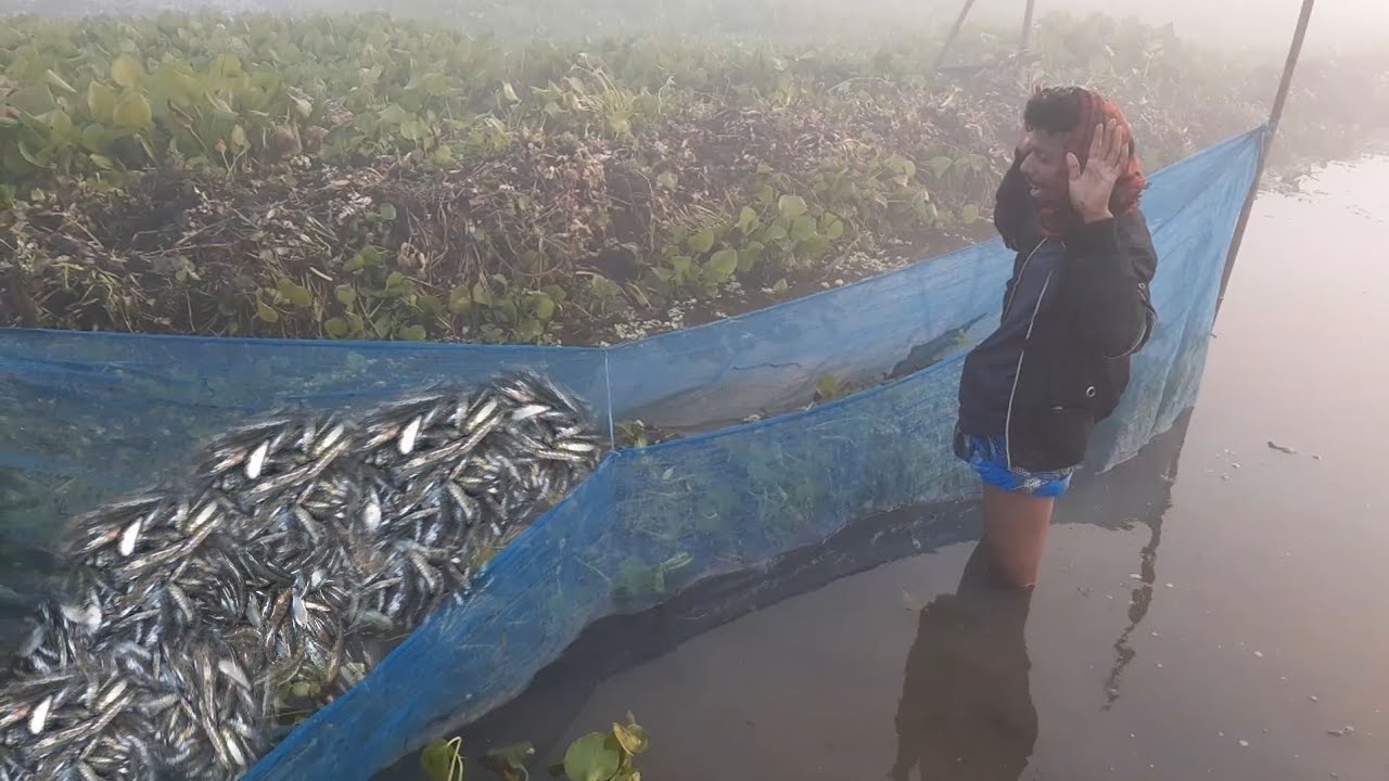 সকাল সকাল ঠকা জালে এত মাছ দেখে জেলে অবাক | Early Morning Thoka Net Fishing Surprise