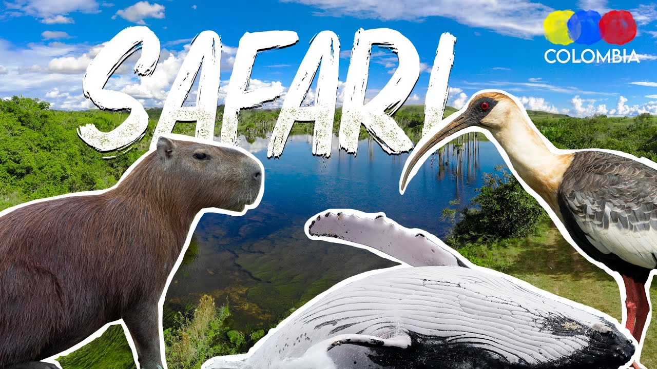 Learn about Safari Tours in Colombia – Colombian Travel Guide