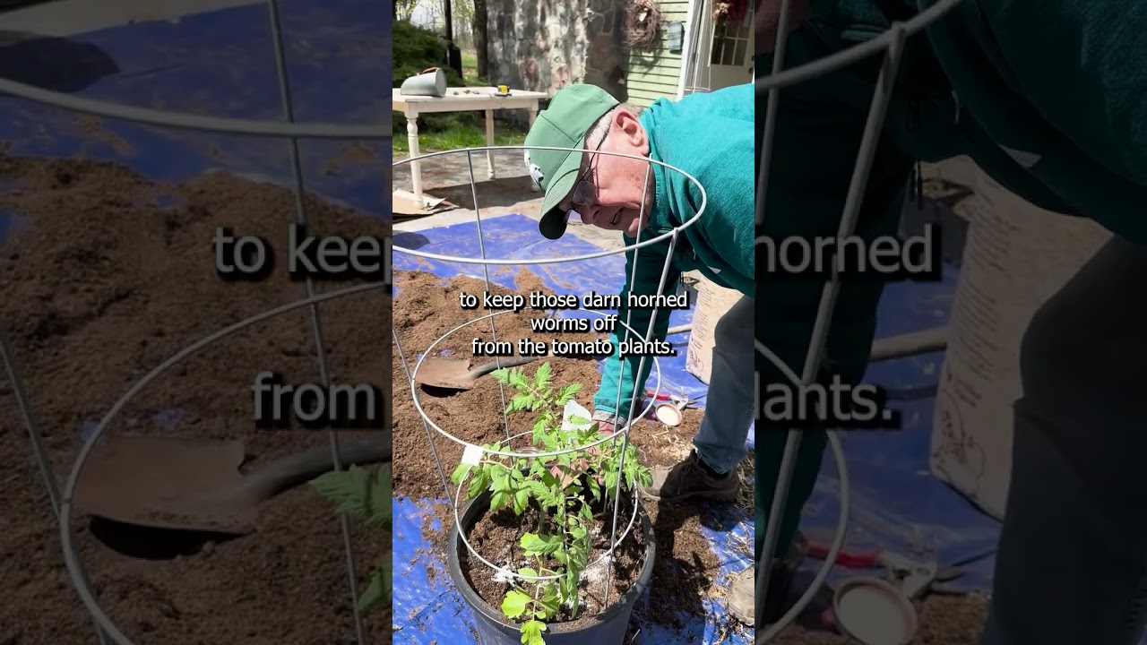 Companion Plants For Tomatoes