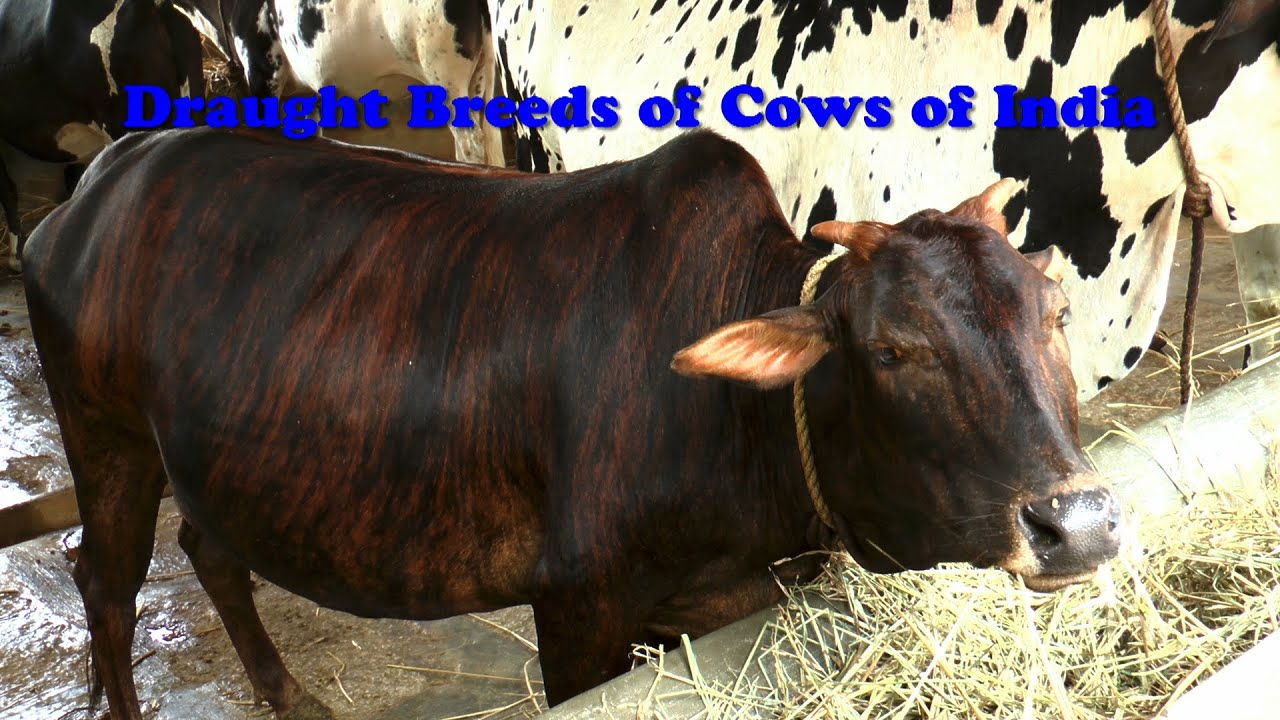 Draught Breeds of Cows of India