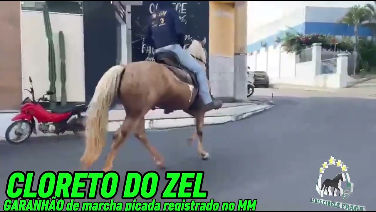 CLORETO DO ZEL Garanh&atilde;o de marcha picada registrado no MM
