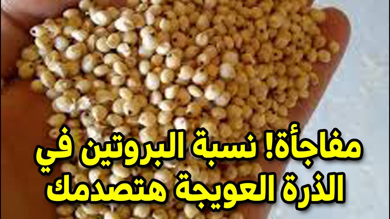 وفر فلوسك وكبّر مشروعك! إزاي تخلي بيض فراخك 'سوبر' وبأقل تكلفة؟ 🥚 سر الذرة العويجة في الدقيقة 3 🌽✨