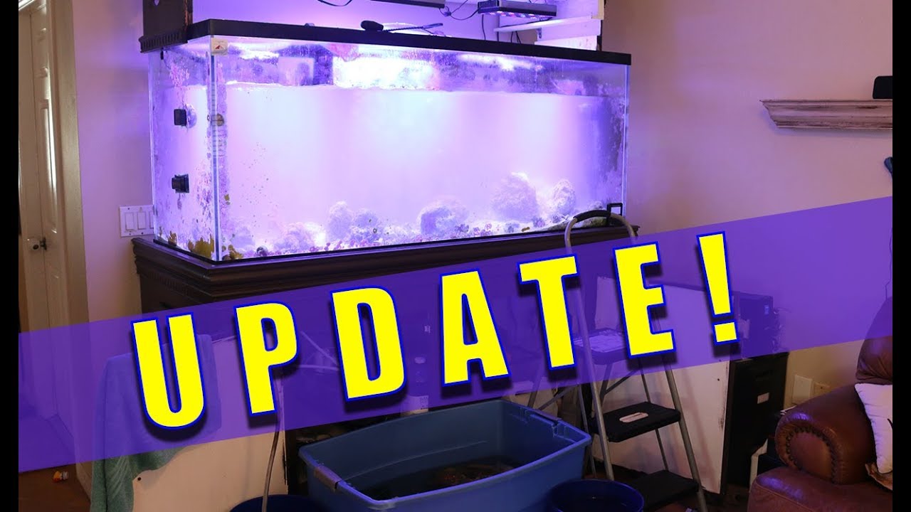 HOW I GOT RID OF MARINE ICH! REEF TANK UPDATE!!