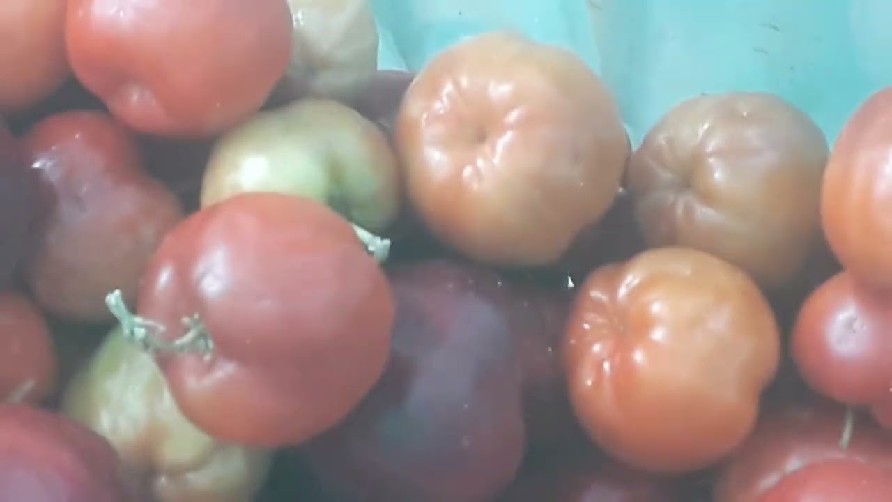 Vejam só q maravilha,  o pé de acerola está produzindo no caqueiro na laje, vejam o quanto colhí!