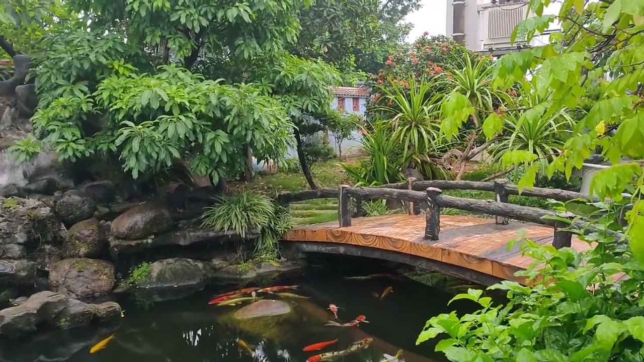Hồ Koi đẹp rẻ nhất tư vấn toàn quốc LH 0352777772