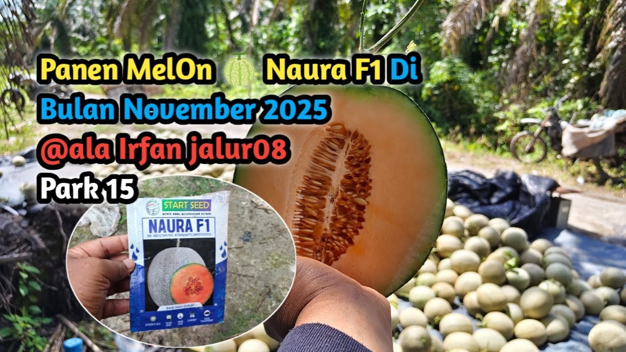 Panen MelOn 🍈 Naura F1 Di Bulan November 2025 @ala Irfan jalur08