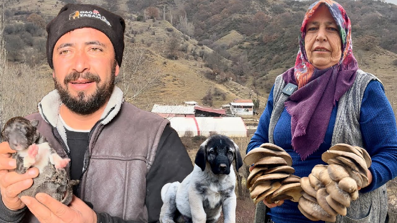 ZEHİRLİ MANTARI 🍄 YİYORLAR !!! YILLARDIR ZEHİRLİ DİYE DAĞDA YEMEDİĞİMİZ MANTARI YEDİK/ALKIZ DOĞURDU