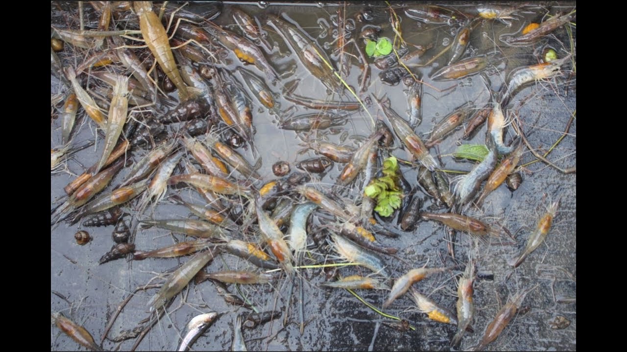 Big Shrimp Fishing In The River। Prawns Fishing