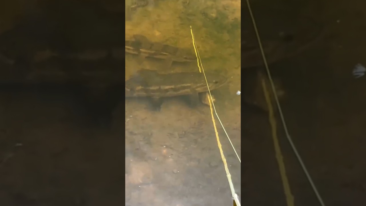 😧 TRA&Iacute;RA MUITO MANSA 😧#pesca #tra&iacute;ra #traira #trairas #iscasoft