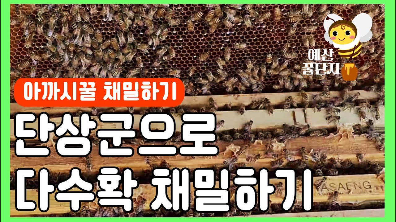 단상군으로 다수확 채밀하기