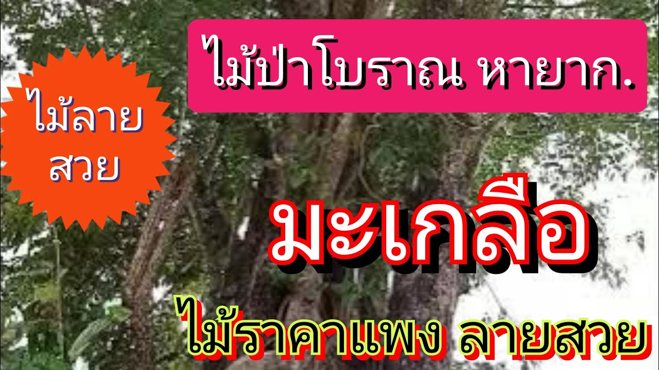 มะเกลือ ไม้ป่าหายาก..