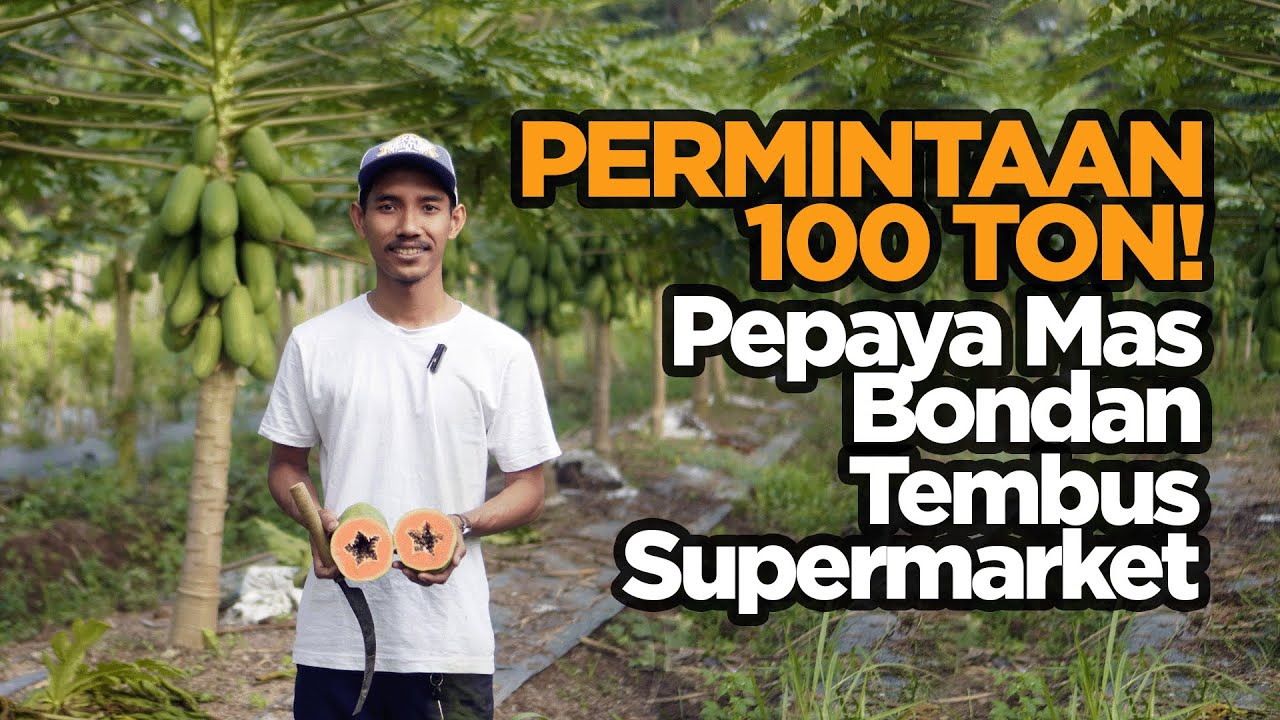 Permintaan 100 Ton Sebulan! Peluang Usaha Pepaya California yang Bikin Kewalahan