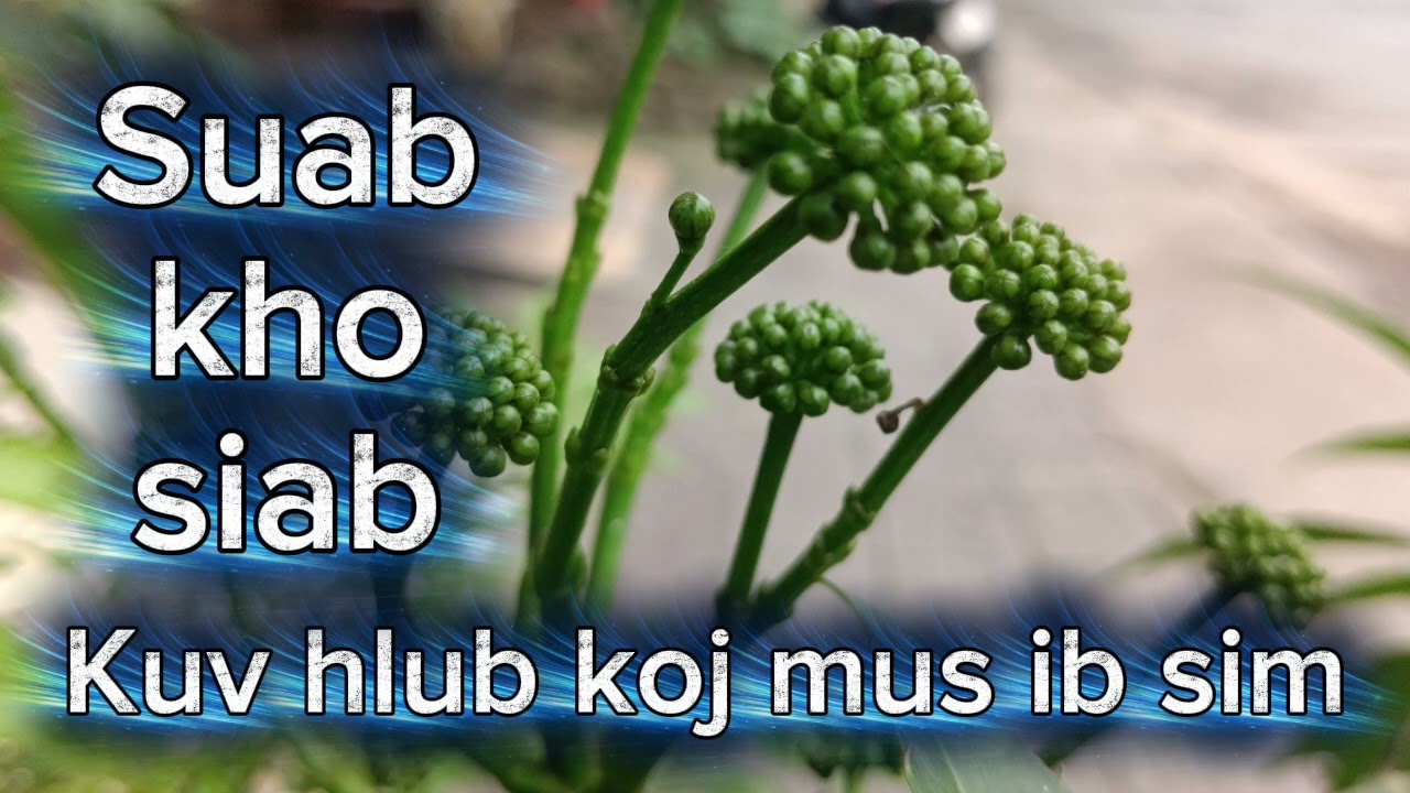 Suab kho siab kuv hlub koj mus ib sim