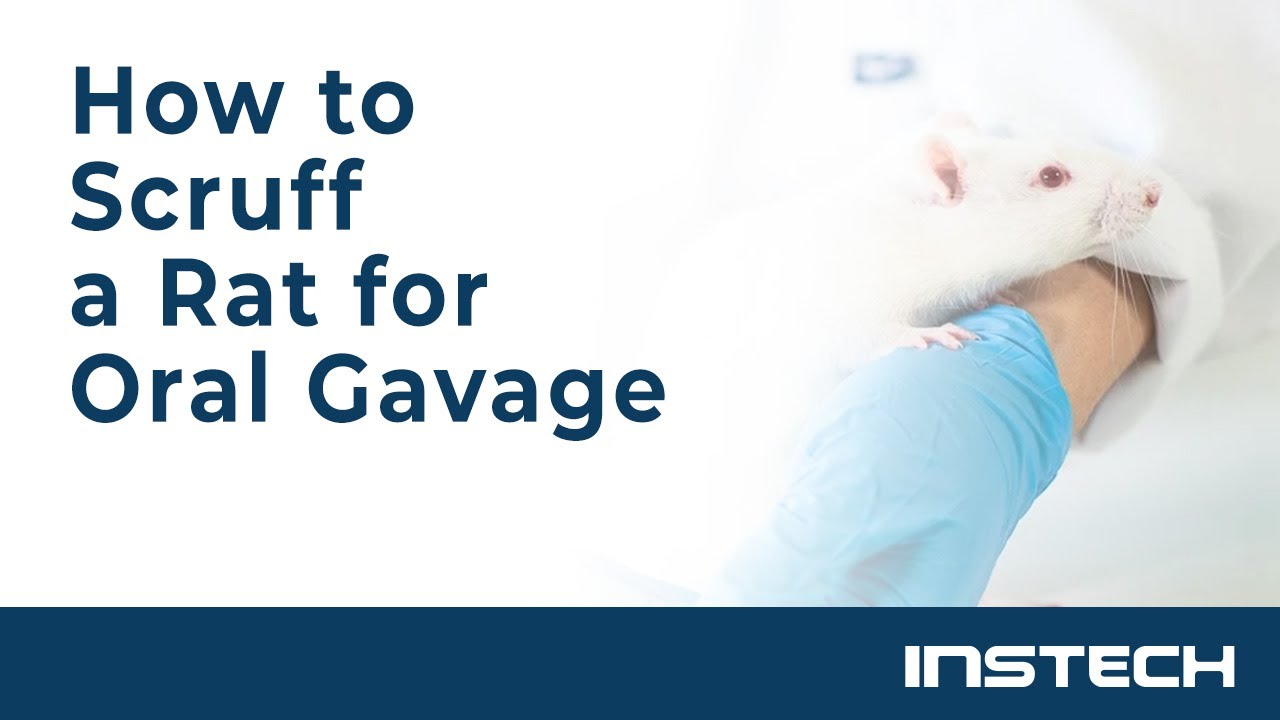 How to Scruff a Rat for Oral Gavage