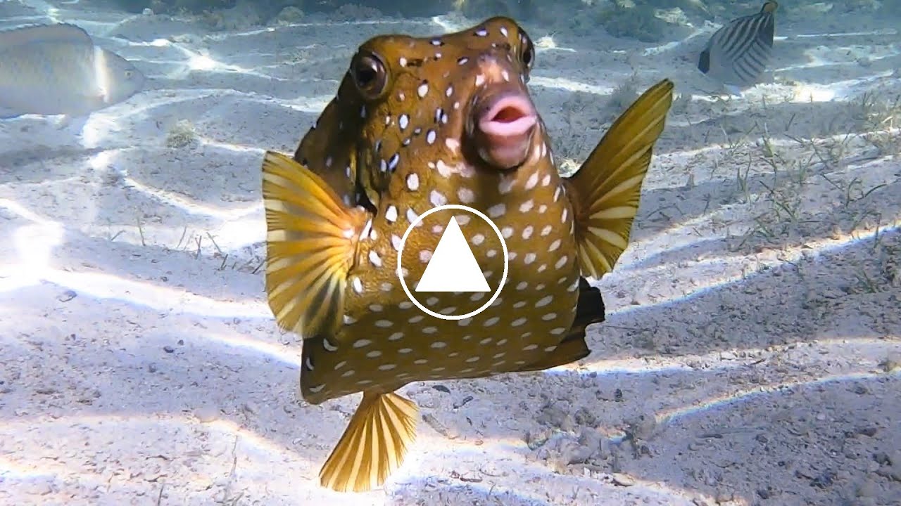 Poisson coffre jaune Ostracion cubicum
