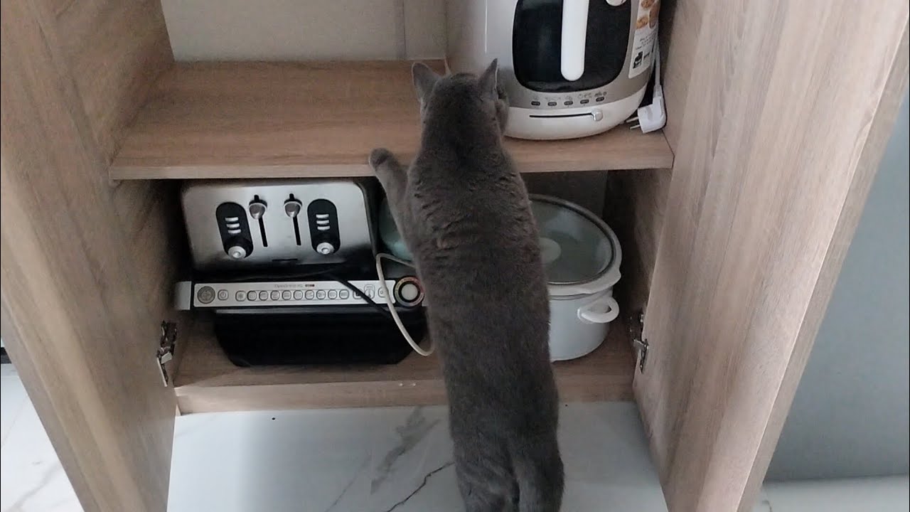 I Left My Cat in the Kitchen… Here’s What Happened 👀🐱🍳