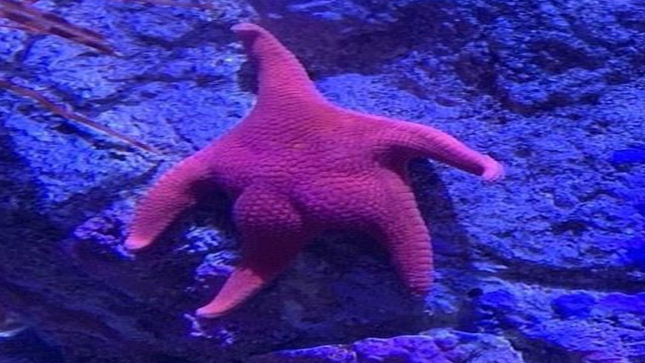 Top 5 Fish