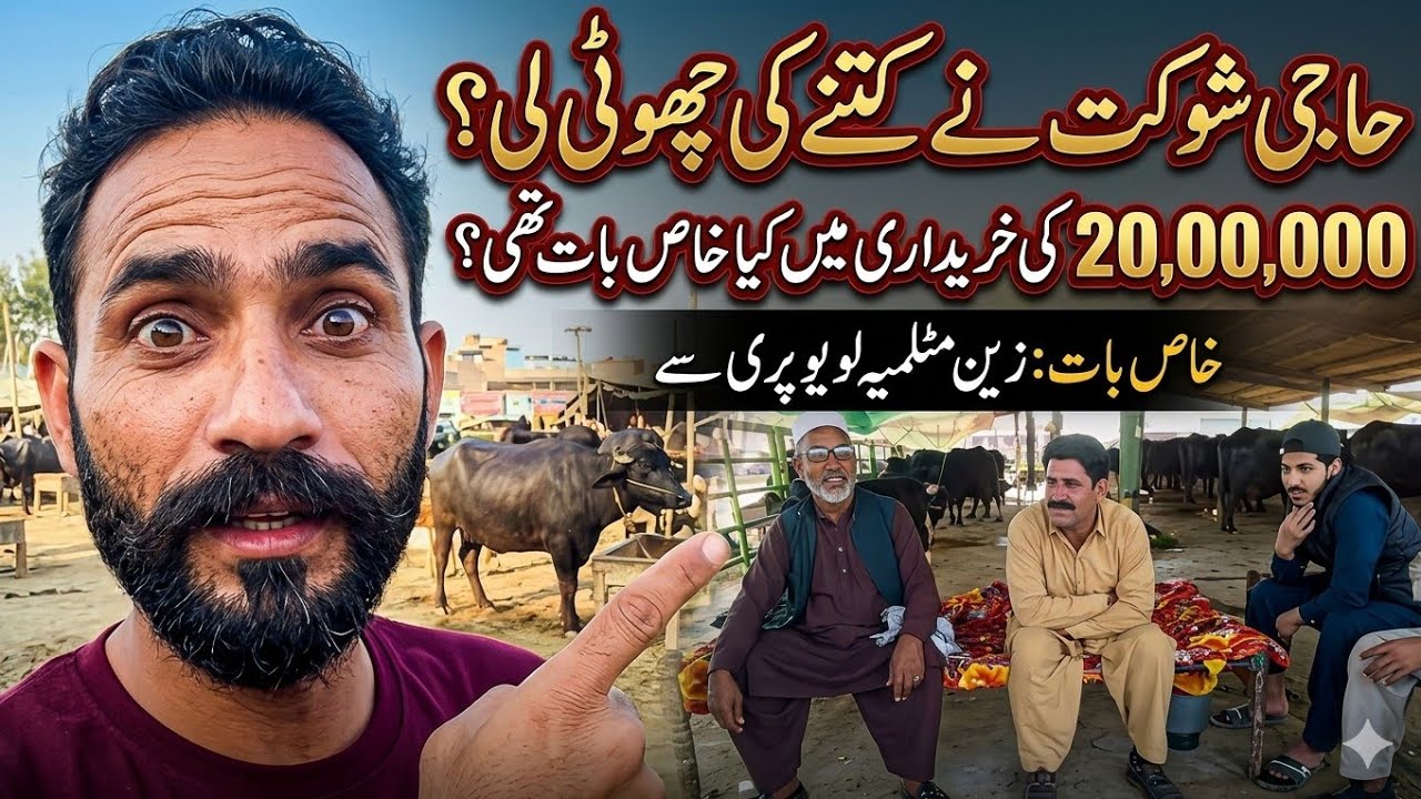 حاجی شوکت ڈوگر نے کتنے کی چھو ٹی خریدی#cow #baffalo #animal 