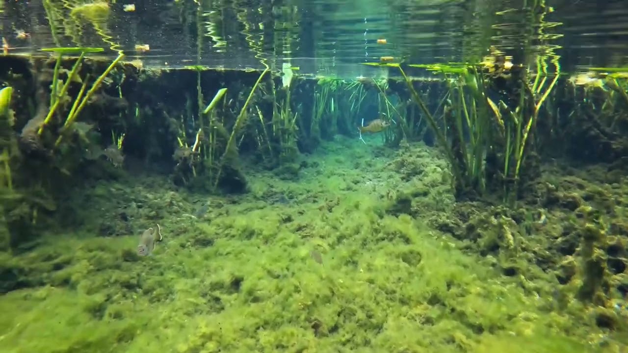 Snorkeling in Alexander Springs, Florida