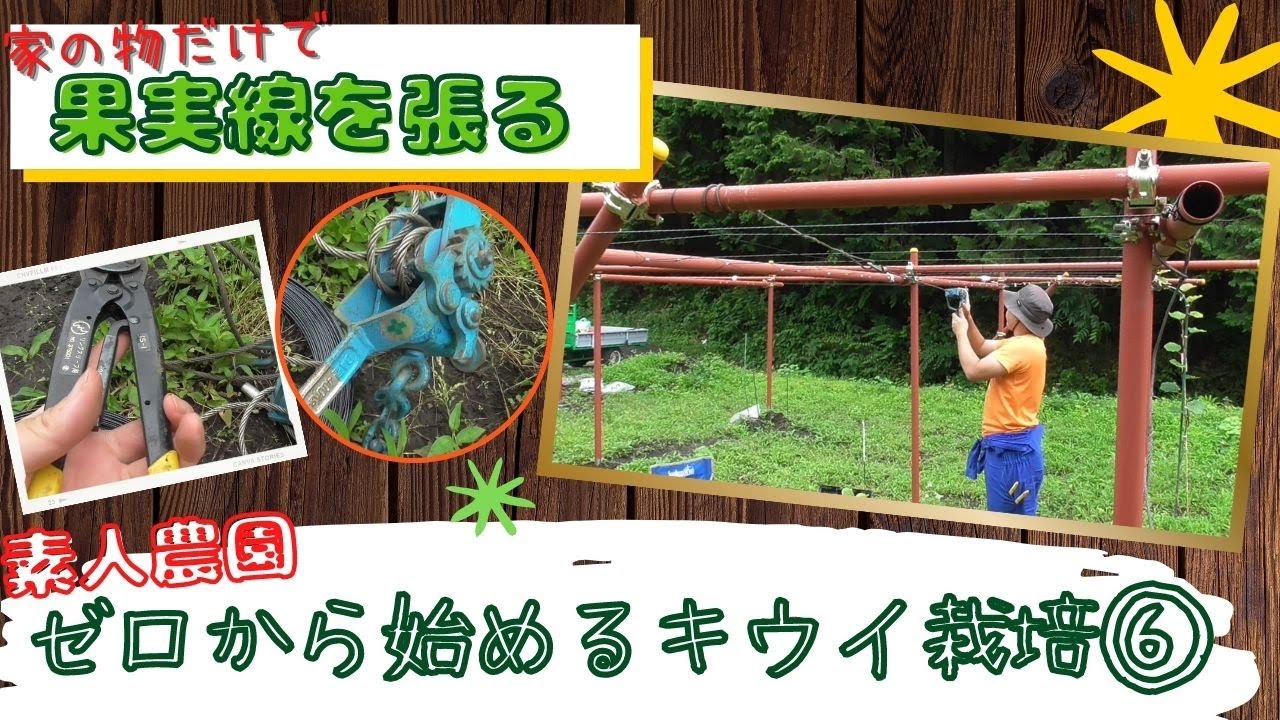 【素人農園】⑥ゼロから始めるキウイ栽培　～果実線を張る～