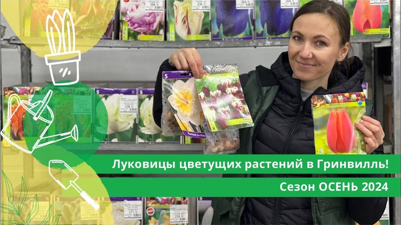 Луковицы цветущих растений в Гринвилль! Сезон ОСЕНЬ 2024