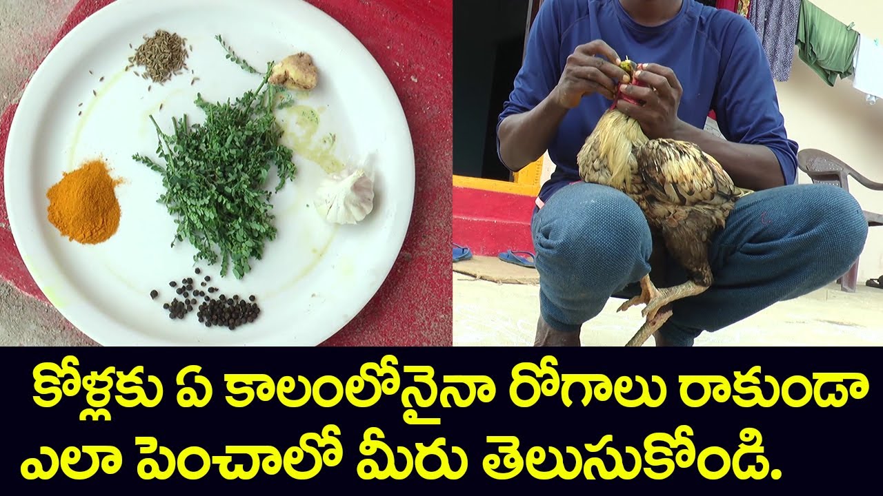 Natukodi, Jathi Punju Ayurvedic Medicine in Telugu | Ayurvedic Medicine For #NatuKodi #KodiPunjulu