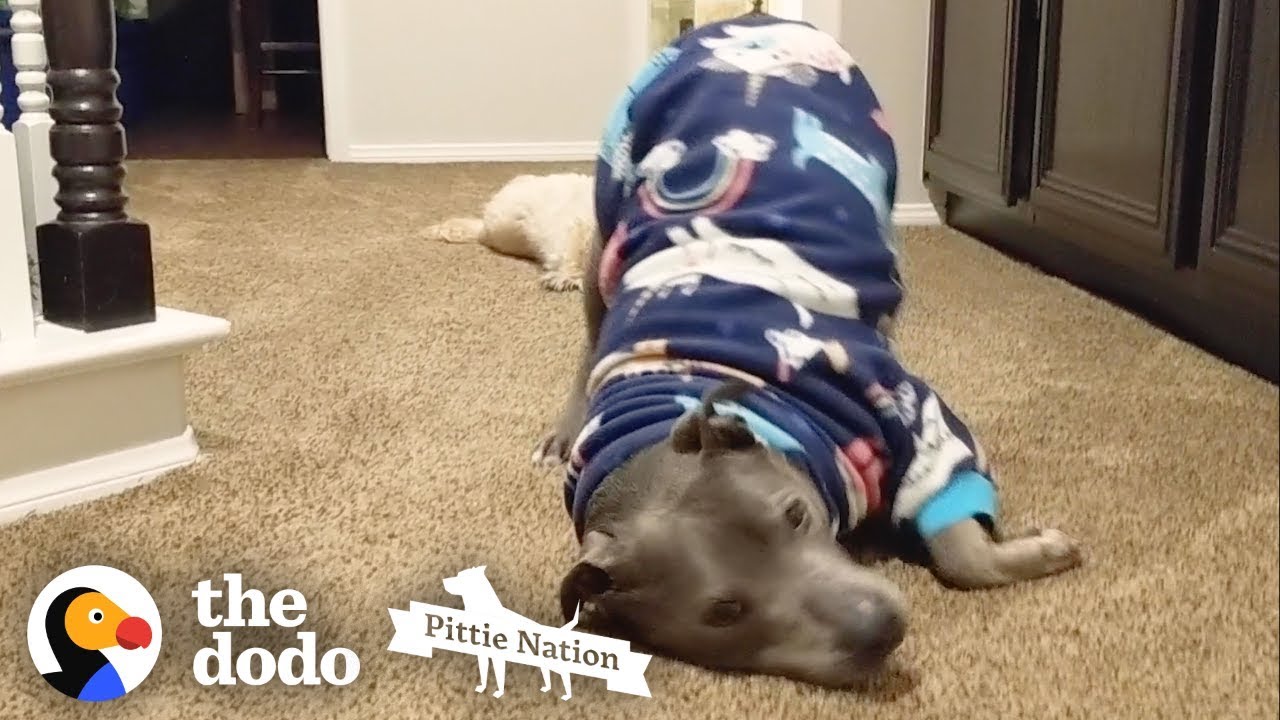 Этот Питти — самый милый и крупный малыш на свете | The Dodo Pittie Nation
