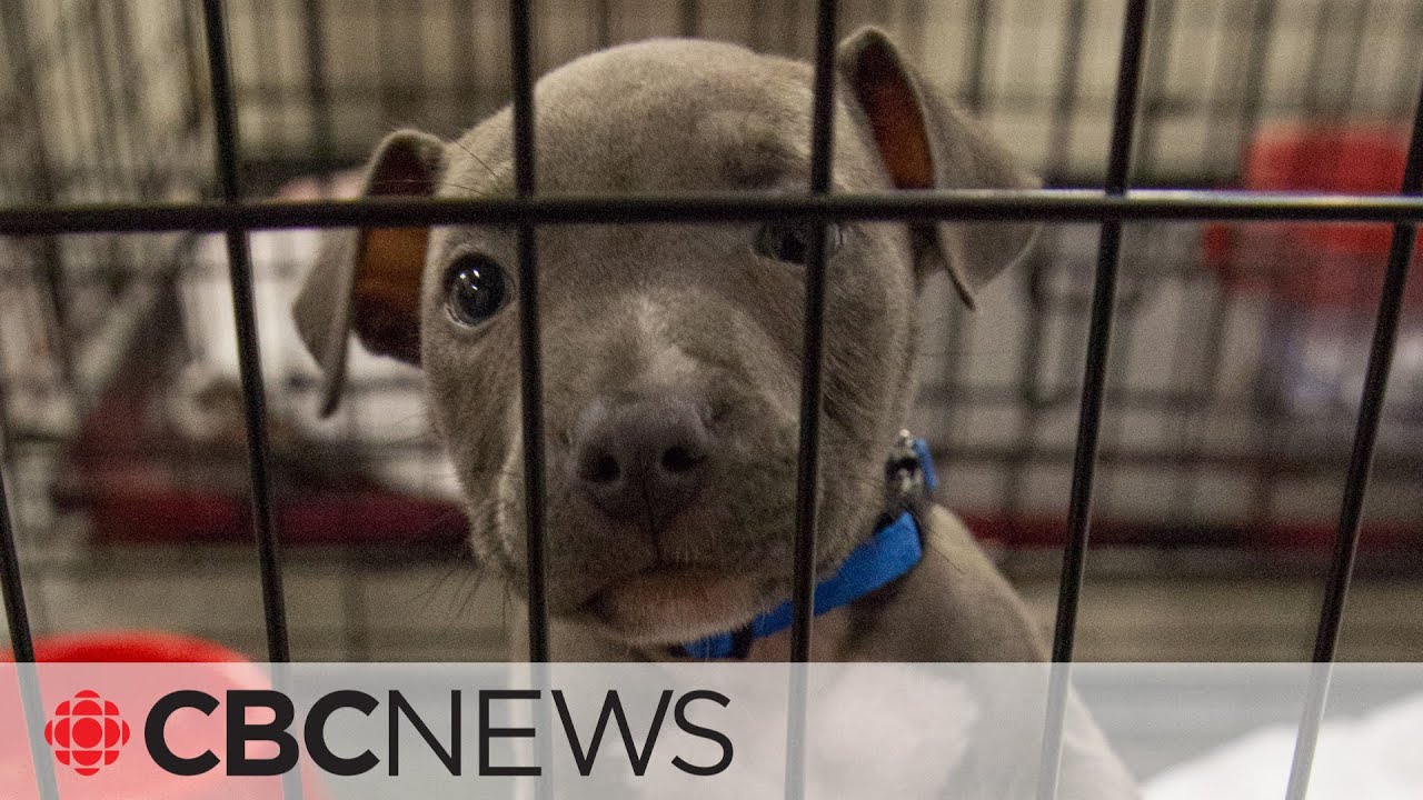 Pandemic pets ending up in shelters as owners return to office