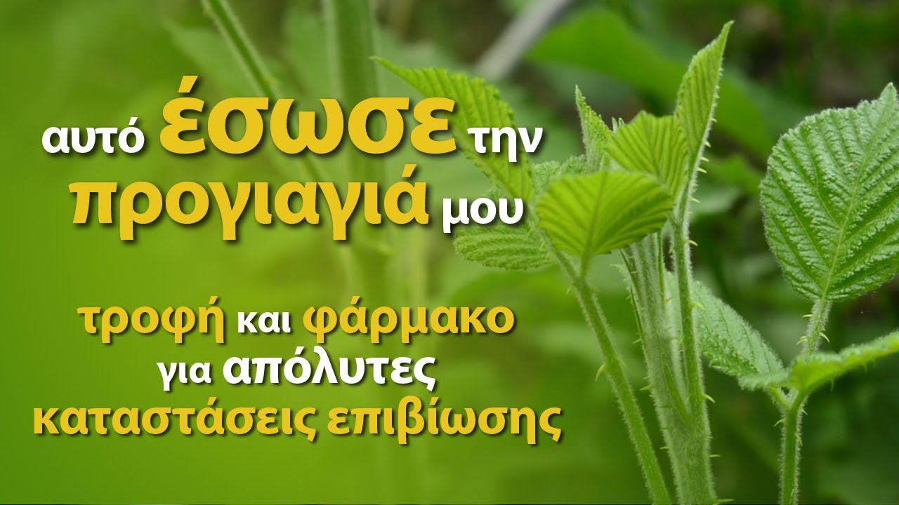 Βατομουριά, ο θάμνος που έσωσε την προγιαγιά μου